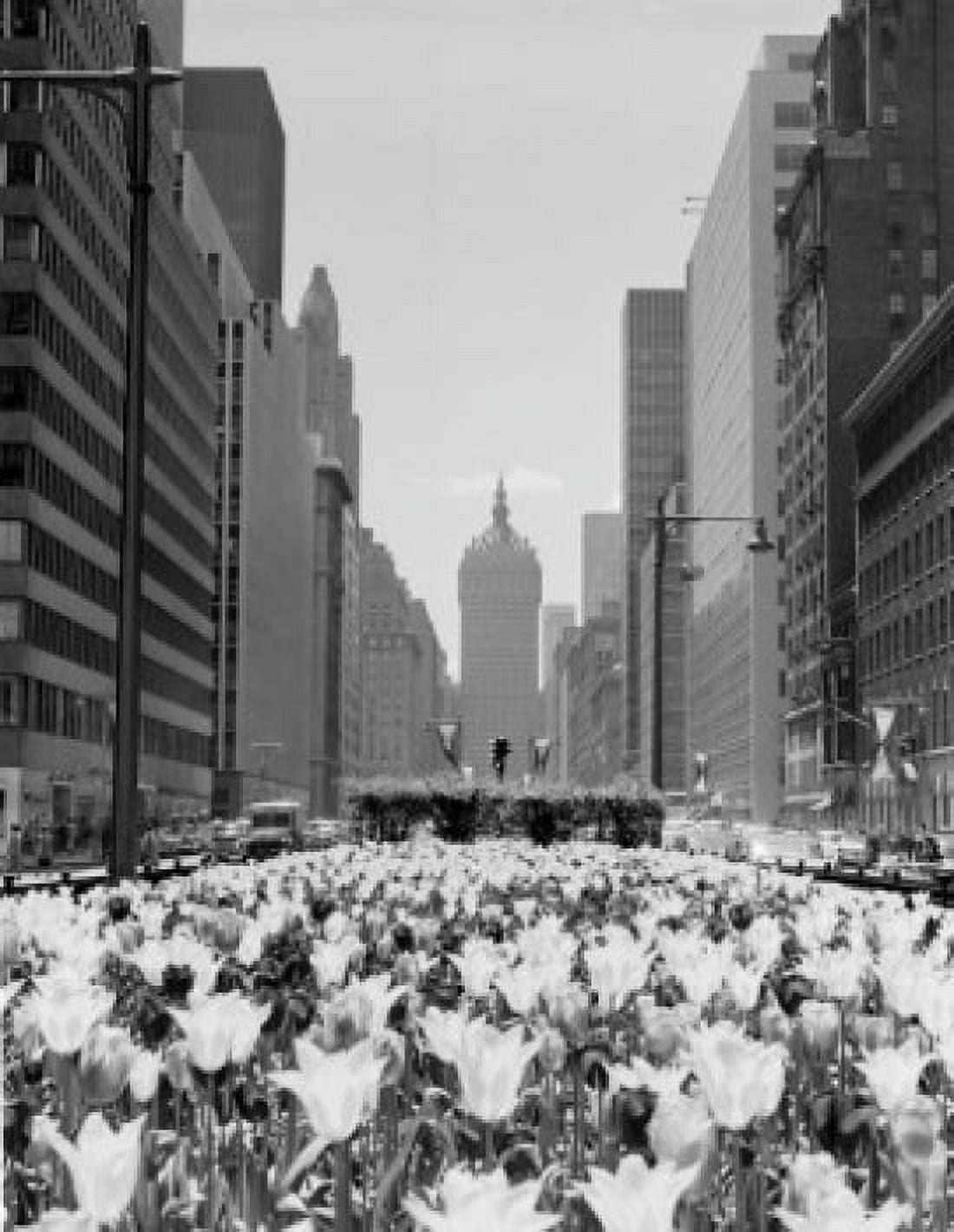 USA New York City Park Avenue bed of tulips Canvas Art - (18 x 24)