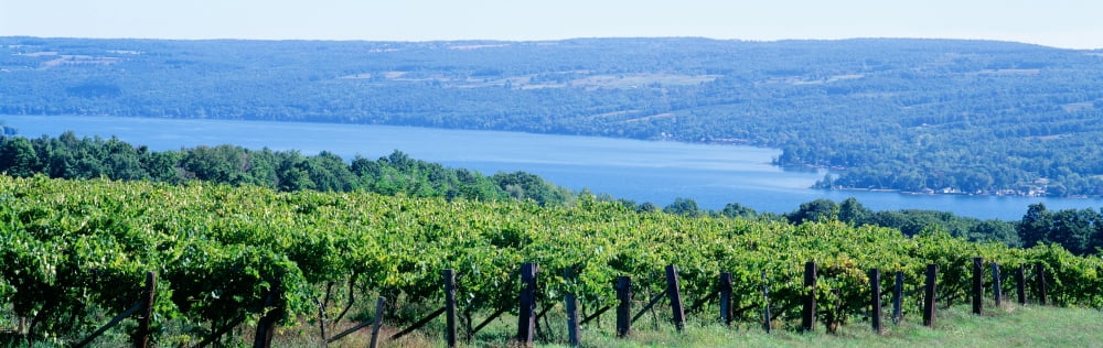USA New York Finger Lakes Vineyard Canvas Art - Panoramic Images (36 x 12)