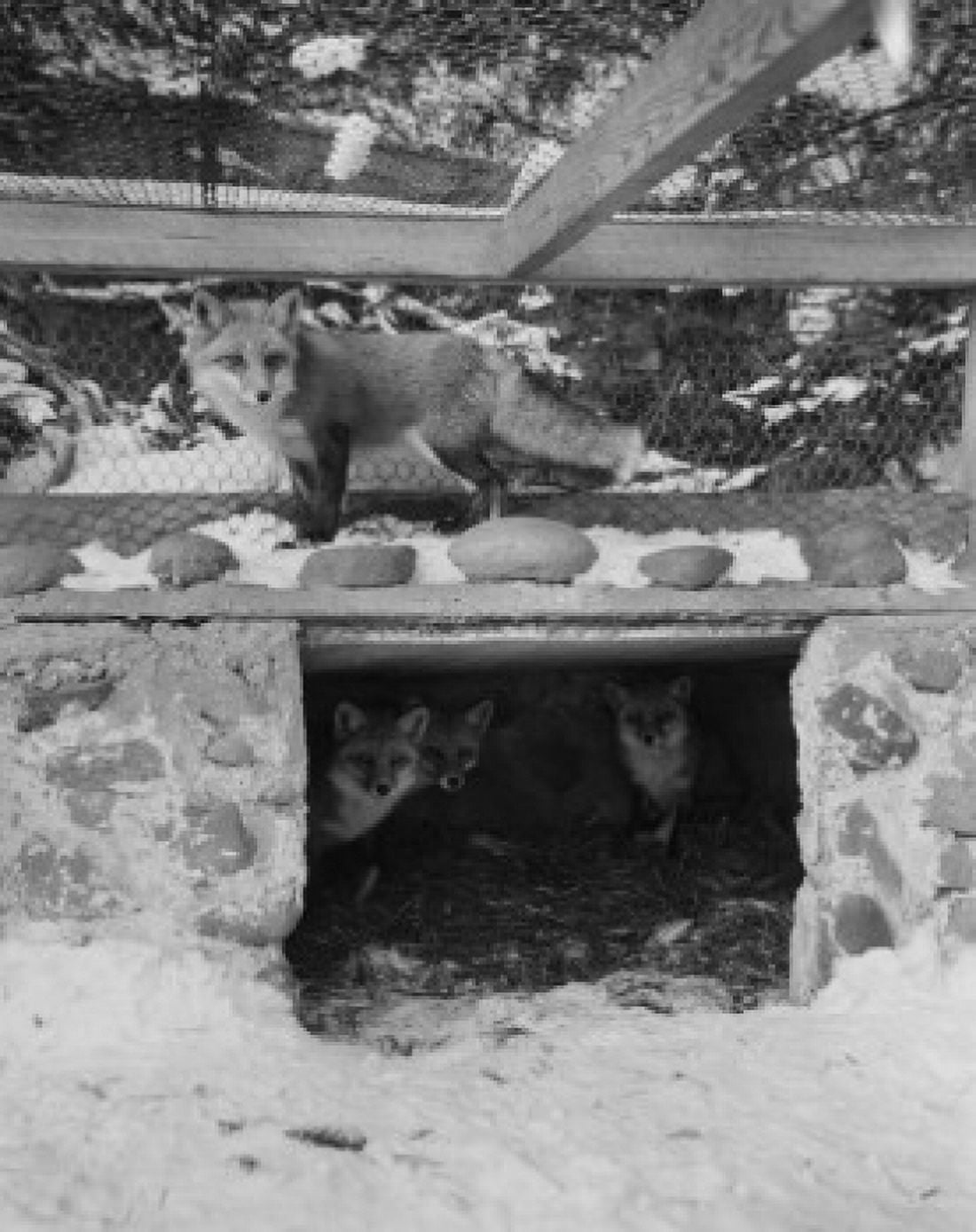 USA New York Long Island Foxes in pen on fox farm Canvas Art - (24 x 36)