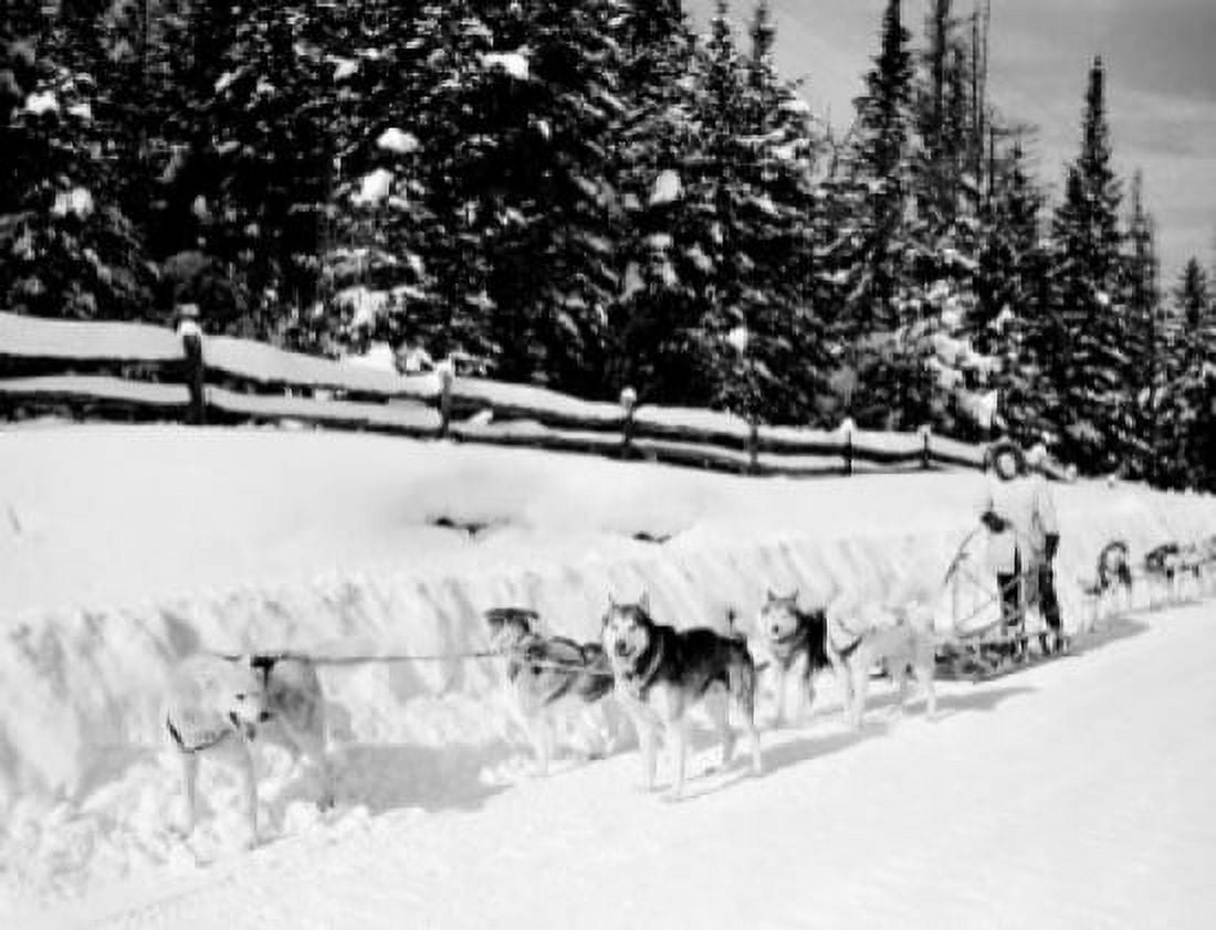 USA New York State Lake Placid Dogsled team and driver Canvas Art - (24 x 36)