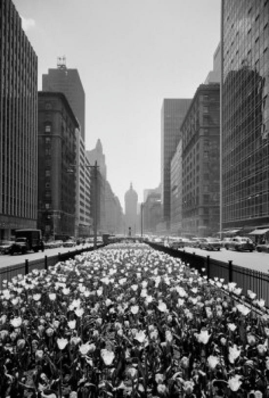 USA New York State New York City 56th Street and Park Avenue Tulips in center strip Canvas Art - (18 x 24)