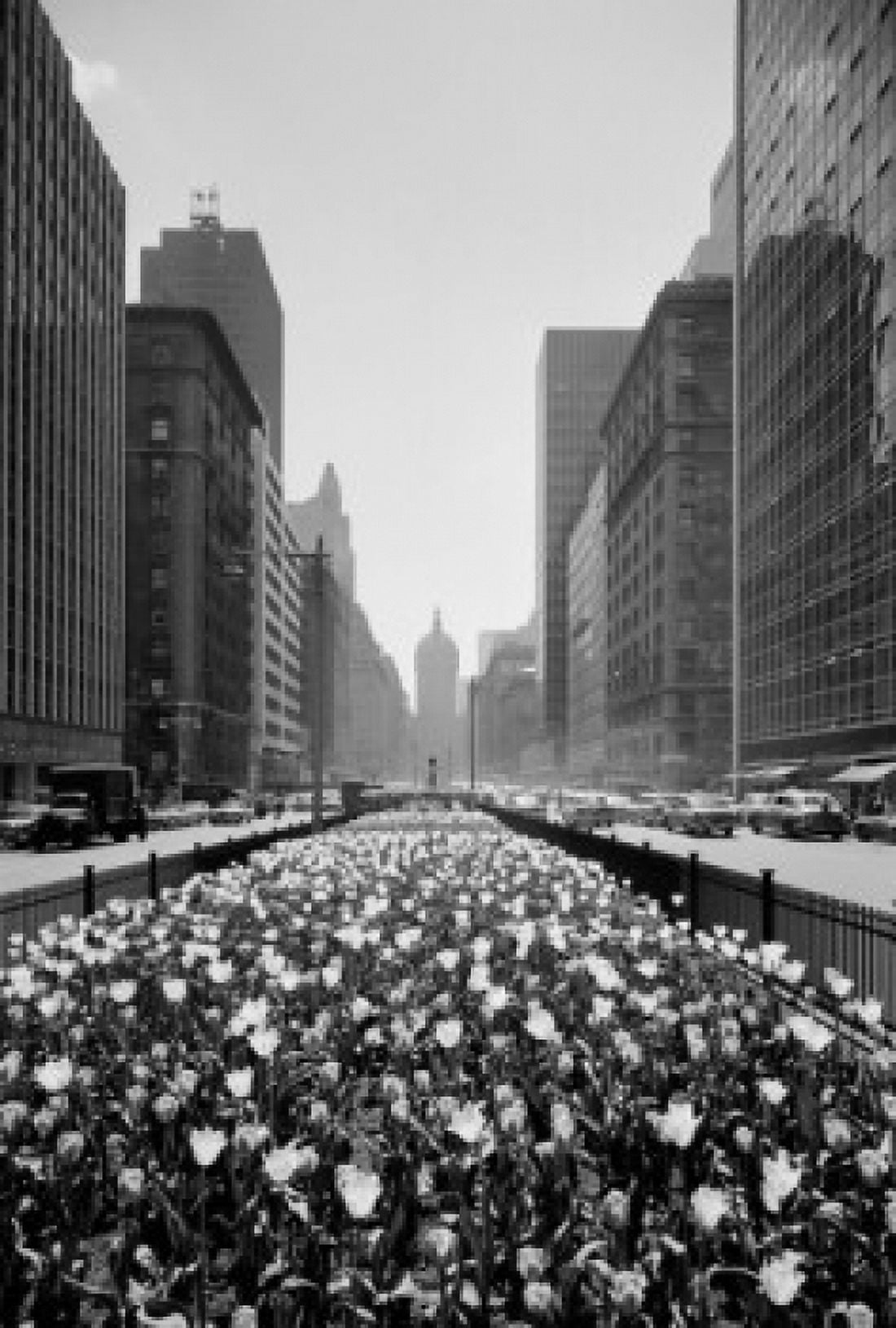 USA New York State New York City 56th Street and Park Avenue Tulips in center strip Canvas Art - (24 x 36)