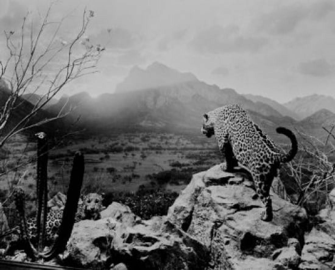 USA New York State New York City American Museum of Natural History North American Mammal Hall Jaguar group in Northern Sonora Mexico Canvas Art - (24 x 36)