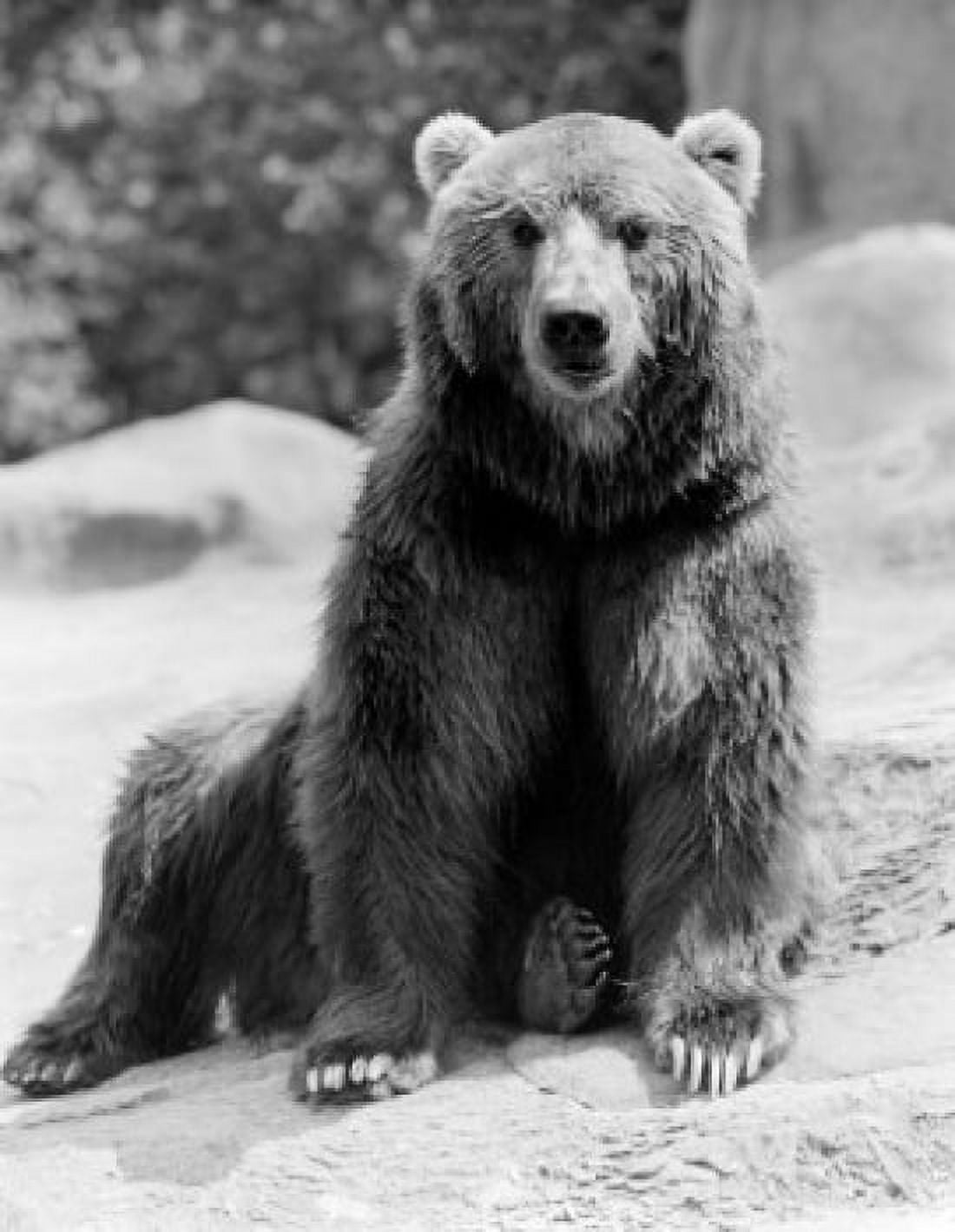 USA New York State New York City Brown bear (Ursus arctos) at Zoo Canvas Art -  (24 x 36)