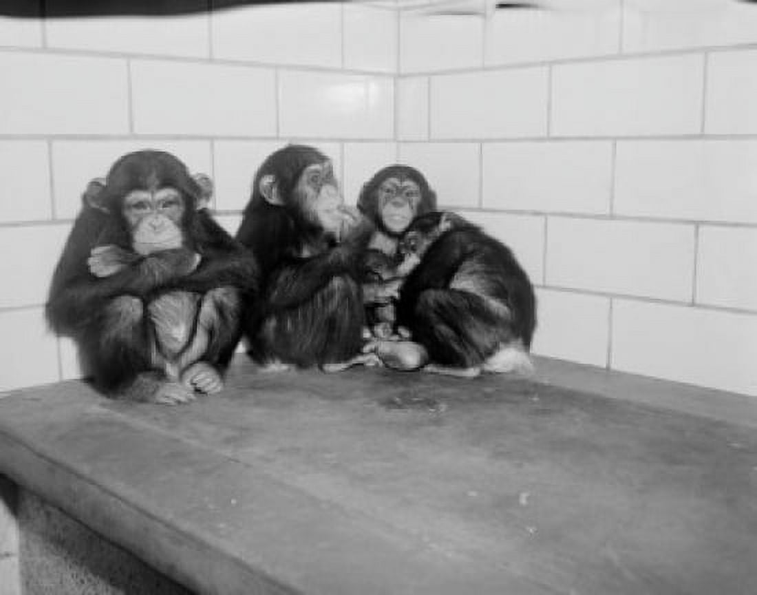 USA New York State New York City Common Chimpanzees (Pan troglodytes) relaxing at Bronx Zoo Canvas Art -  (18 x 24)