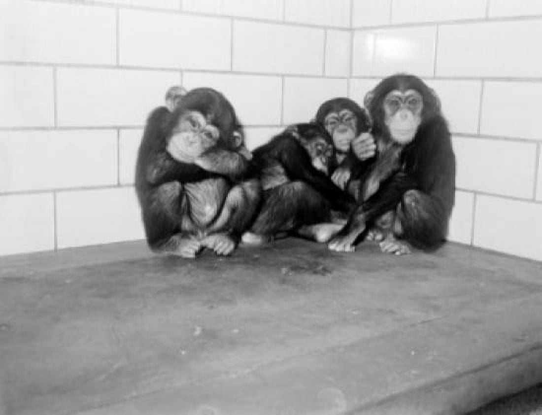 USA New York State New York City Common Chimpanzees (Pan troglodytes) relaxing at Bronx Zoo Canvas Art - (24 x 36)