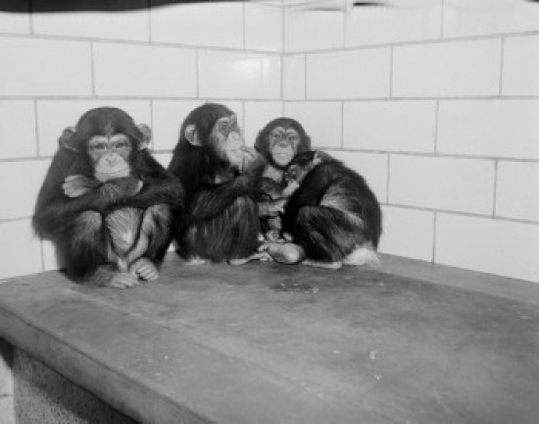USA New York State New York City Common Chimpanzees (Pan troglodytes) relaxing at Bronx Zoo Canvas Art - (24 x 36)