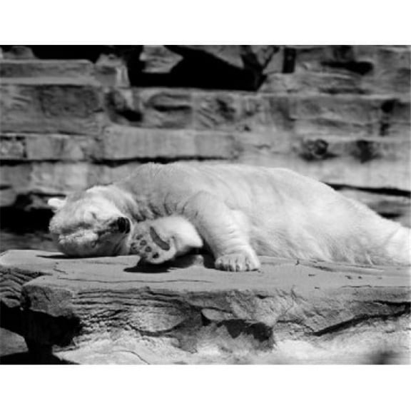 USA New York State New York City Polar Bear Ursus Maritimus Relaxing at Zoo Poster Print - 18 x 24 in.