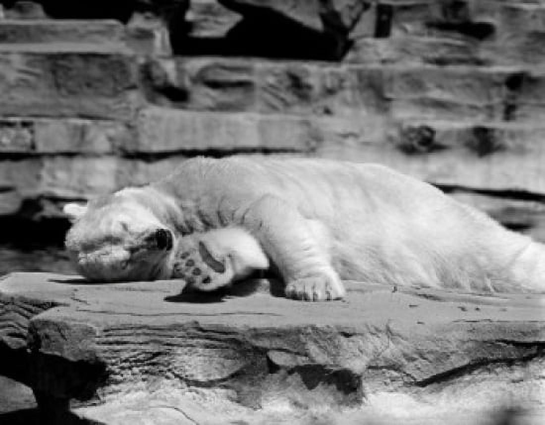 USA New York State New York City Polar bear (Ursus maritimus) relaxing at Zoo Canvas Art - (24 x 36)