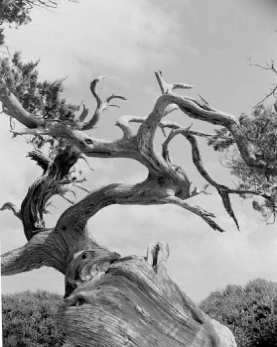 USA North Carolina Ocracoke Island Cape Hatteras National Seashore Twisted Cedar Tree Canvas Art - (18 x 24)