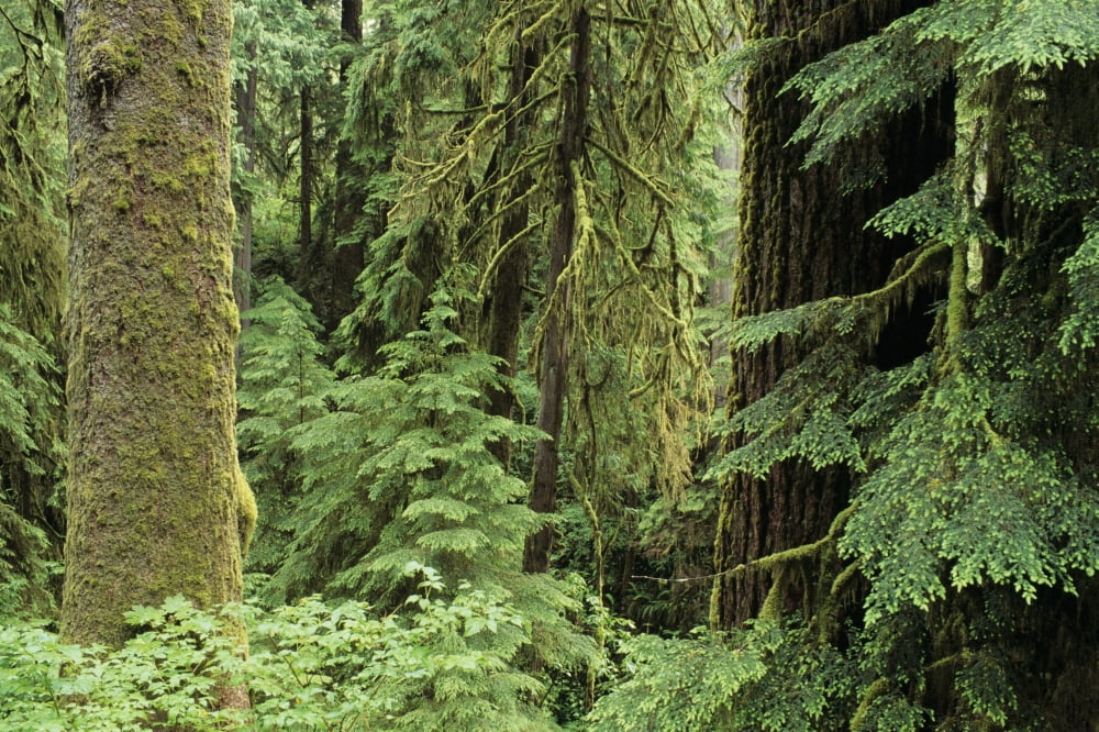USA Olympic National Park Washington State Quinault Rainforest Old Growth Of Spruce And Hemlock Fir Canvas Art - Greg Vaughn Design Pics (17 x 11)