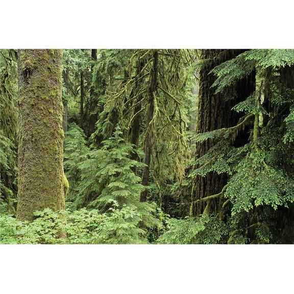 USA Olympic National Park - Washington State Quinault Rainforest Old Growth of Spruce & Hemlock Fir Poster Print - 17 x 11