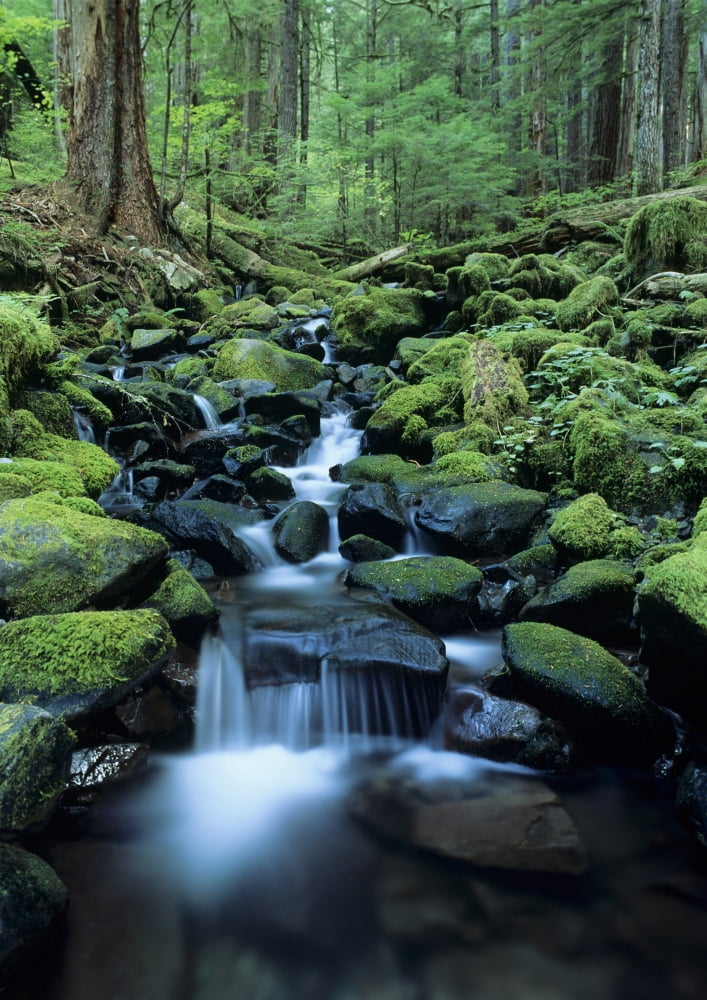 USA Olympic National Park Washington Stream Waters Falling Over Rocks Along Soleduck Falls Trail Canvas Art - Greg Vaughn Design Pics (13 x 18)