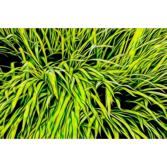 USA, Oregon, Cannon Beach Abstract of grass in window Box Credit as: Jean Carter / Jaynes Gallery Poster Print by Jaynes Gallery (36 x 24) # US38BJY1437