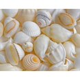 thumbnail image 1 of USA, Oregon. Close-up of small sea shells.  Poster Print by Jaynes Gallery (18 x 24), 1 of 3