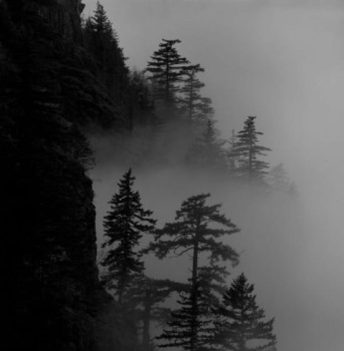USA Oregon Columbia River Gorge trees in fog Canvas Art - (18 x 24)