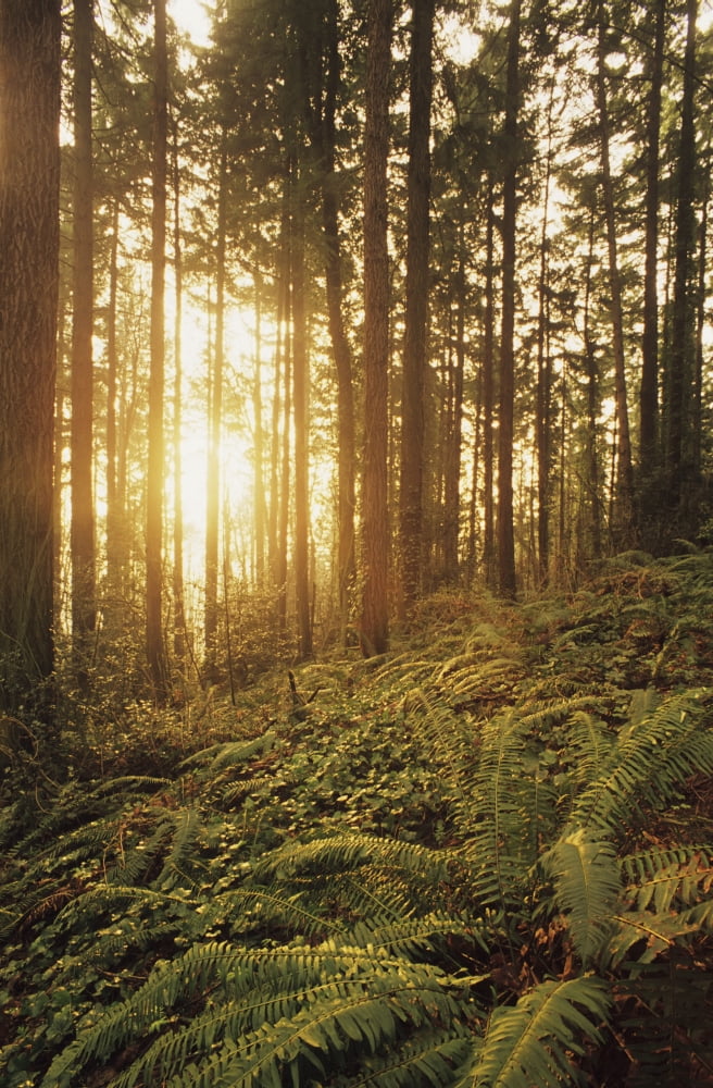 USA Oregon Ferns And Ivy Portland Warm Sunlight Shining Through Fir Trees Wildwood Trail Canvas Art - Greg Vaughn Design Pics (22 x 36)