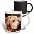 thumbnail image 1 of USA, Oregon, Keizer, Labrador Retriever, PR. 11oz Magic Transforming Mug mug-206824-3, 1 of 3