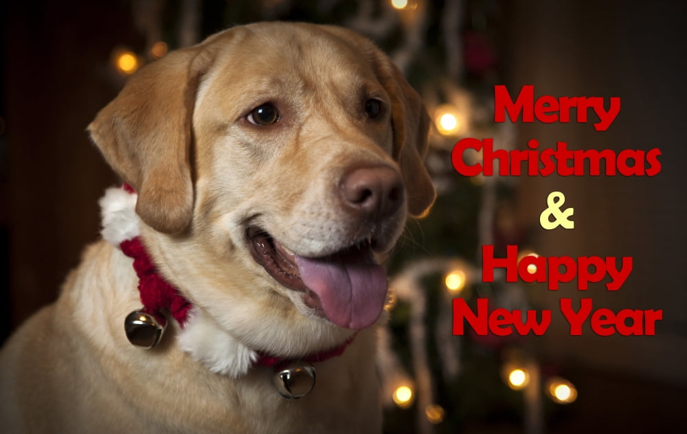 USA Oregon Keizer Labrador Retriever in her Christmas gear (PR) Canvas Art - Rick A Brown Danita Delimont (34 x 22)