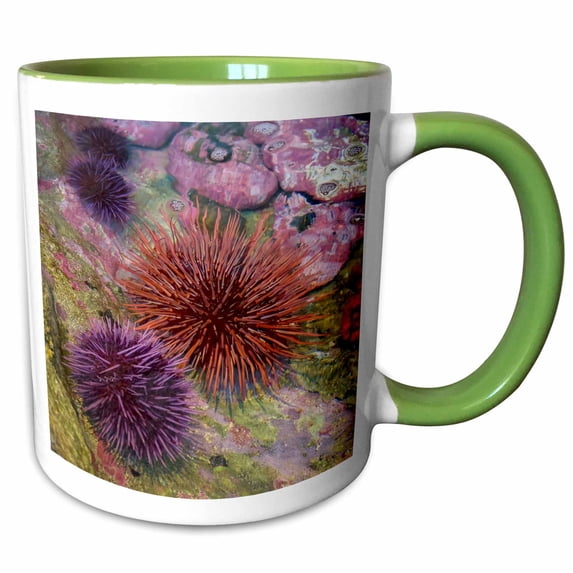 USA, Oregon, Newport. Sea urchins in a tide pool exhibit. 11oz Two-Tone Green Mug mug-331907-7