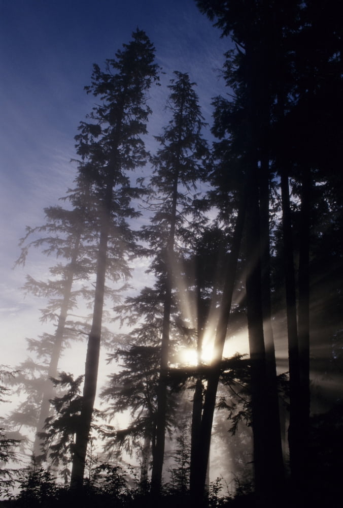 USA Oregon Sunlight Filtering Through Tall Fir Trees Cape Perpetua Siuslaw National Forest Canvas Art - Greg Vaughn Design Pics (11 x 17)