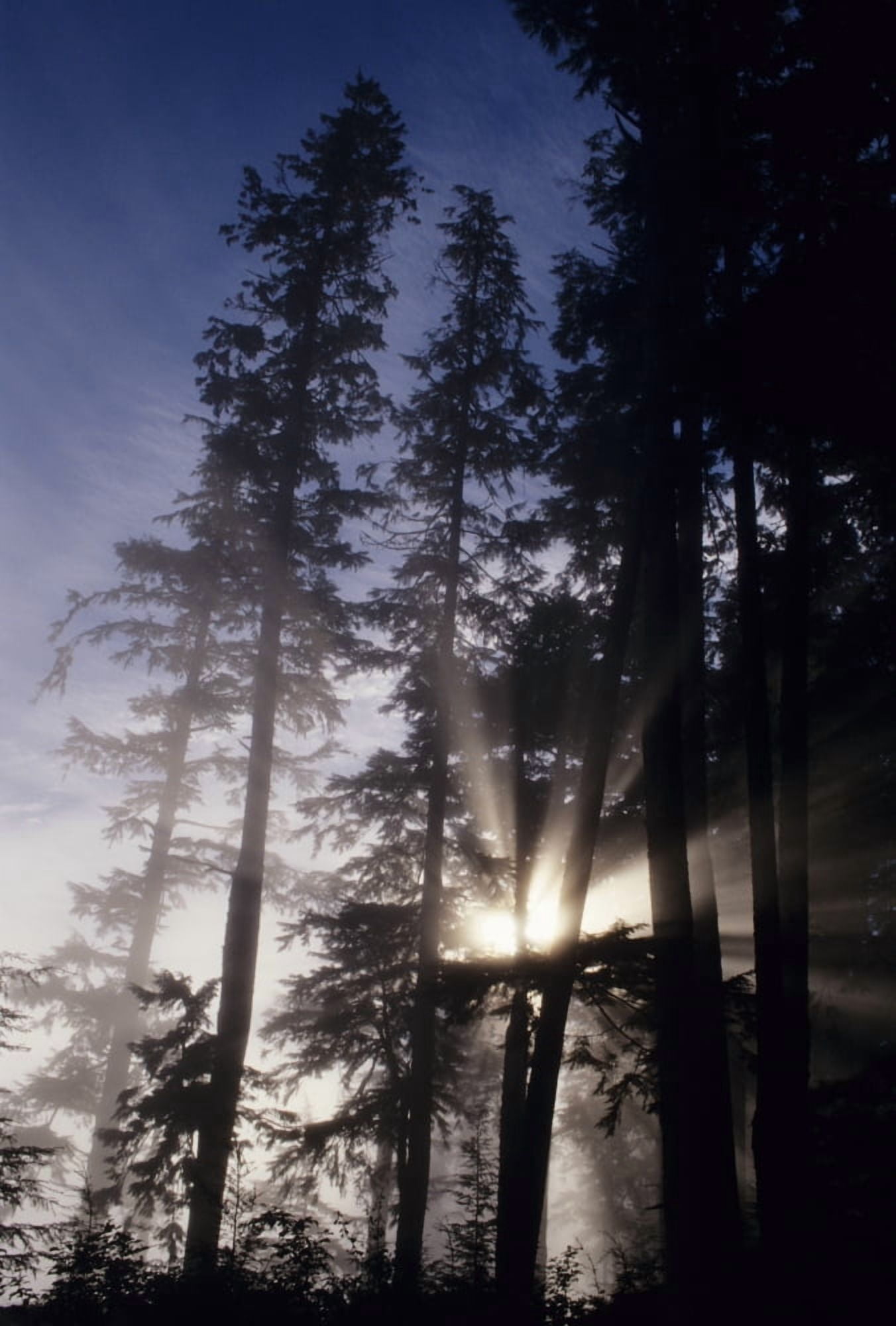 USA Oregon Sunlight Filtering Through Tall Fir Trees Cape Perpetua Siuslaw National Forest Canvas Art - Greg Vaughn Design Pics (22 x 34)