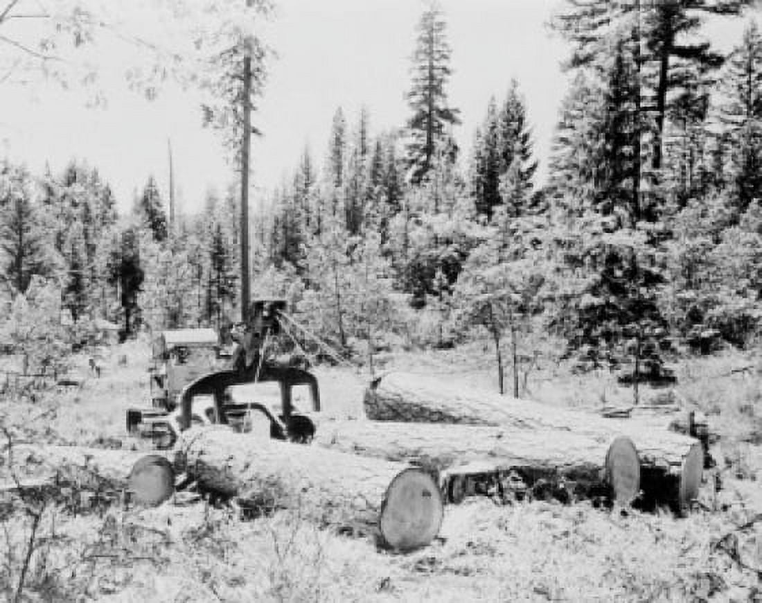 USA Oregon near Prospect pine logs in forest Canvas Art - (18 x 24)