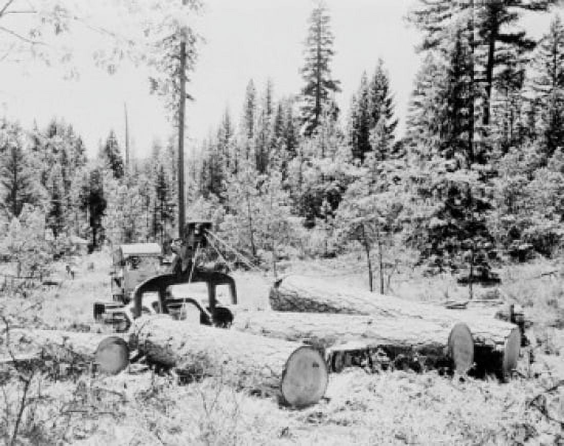 USA Oregon near Prospect pine logs in forest Canvas Art - (24 x 36)