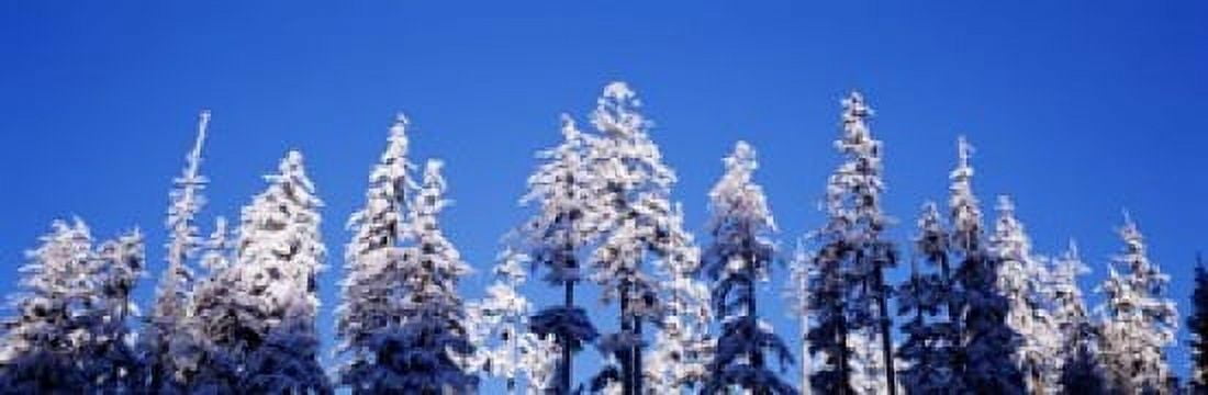 USA Oregon pine trees winter Canvas Art - Panoramic Images (18 x 6)