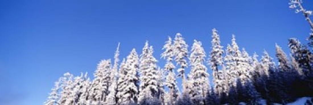 USA Oregon pine trees winter Canvas Art - Panoramic Images (18 x 6)