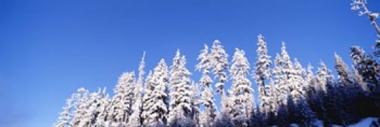USA Oregon pine trees winter Canvas Art - Panoramic Images (36 x 12)