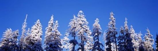 USA Oregon pine trees winter Canvas Art - Panoramic Images (36 x 12)