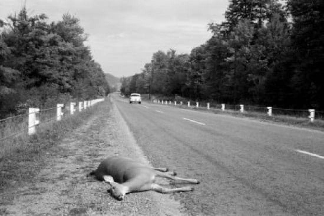 USA Pennsylvania Deer killed by passing auto on Route 255 near St Marys Canvas Art - (24 x 36)
