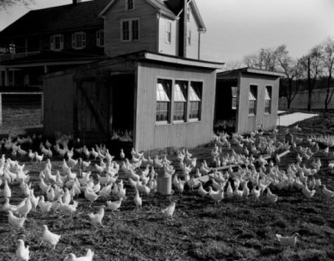 USA Pennsylvania Elizabeth chickens near hen houses Canvas Art - (18 x 24)