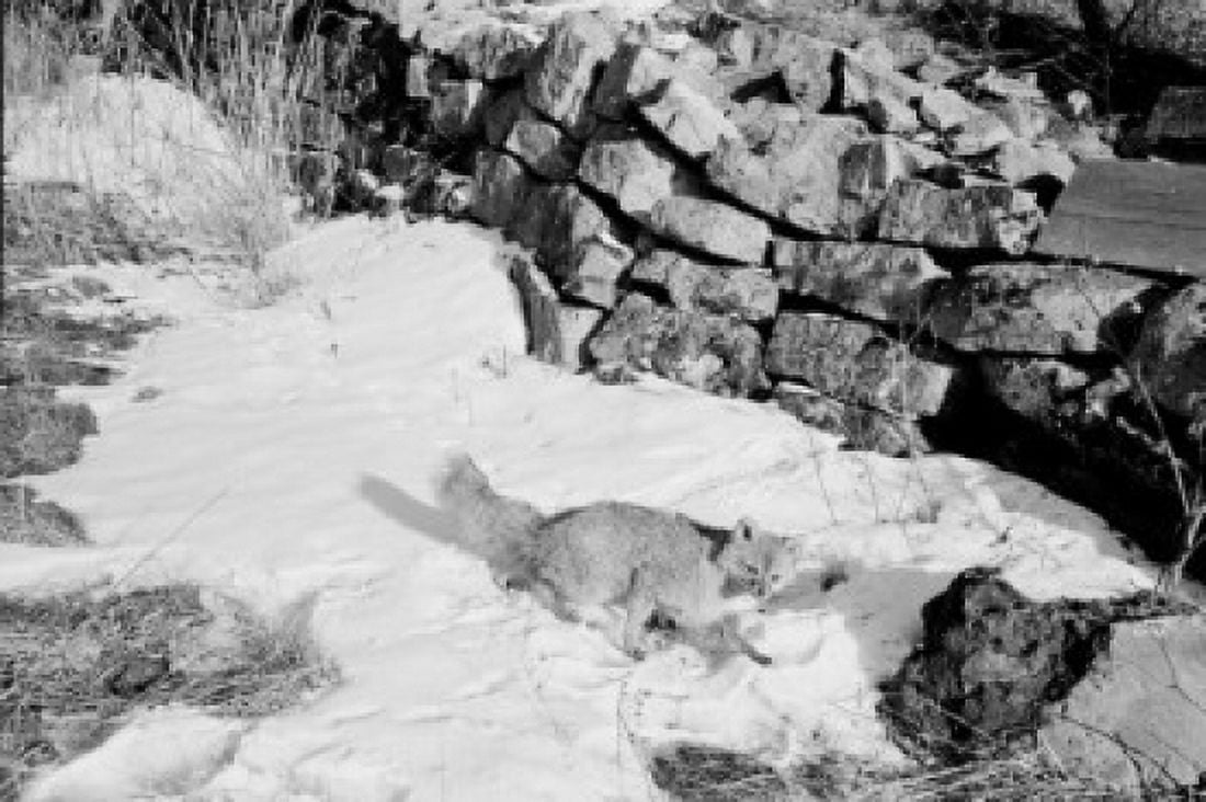 USA Pennsylvania Fox in snow Canvas Art - (18 x 24)