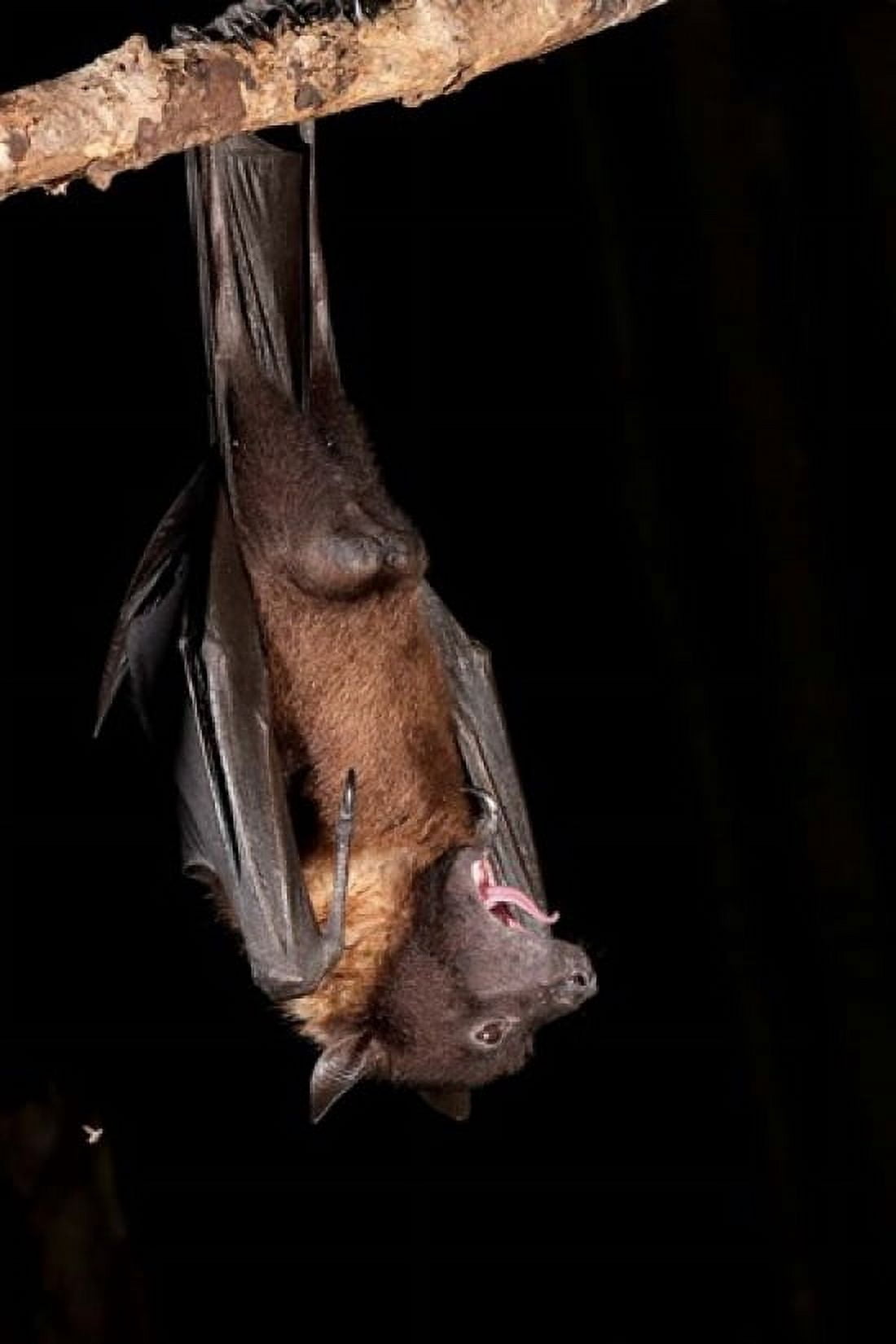 USA Pennsylvania Giant Fruit Bat Canvas Art - Joe & Mary Ann McDonald DanitaDelimont (25 x 38)
