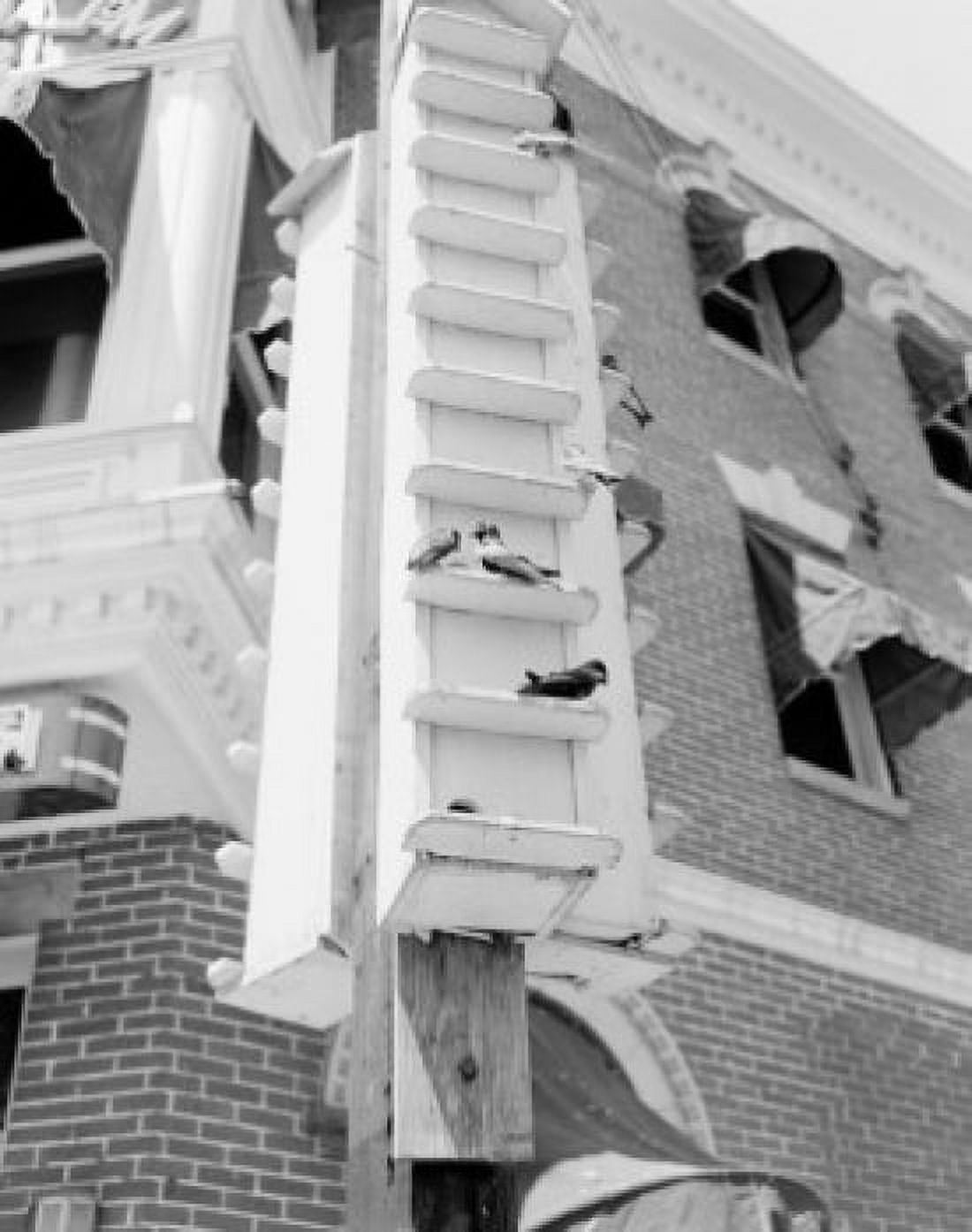 USA Pennsylvania Greencastle Martin Birds in bird houses provided by city Canvas Art -  (18 x 24)