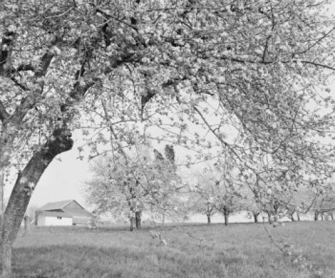 USA Pennsylvania Lancaster County apple blossom time on farm Canvas Art - (18 x 24)