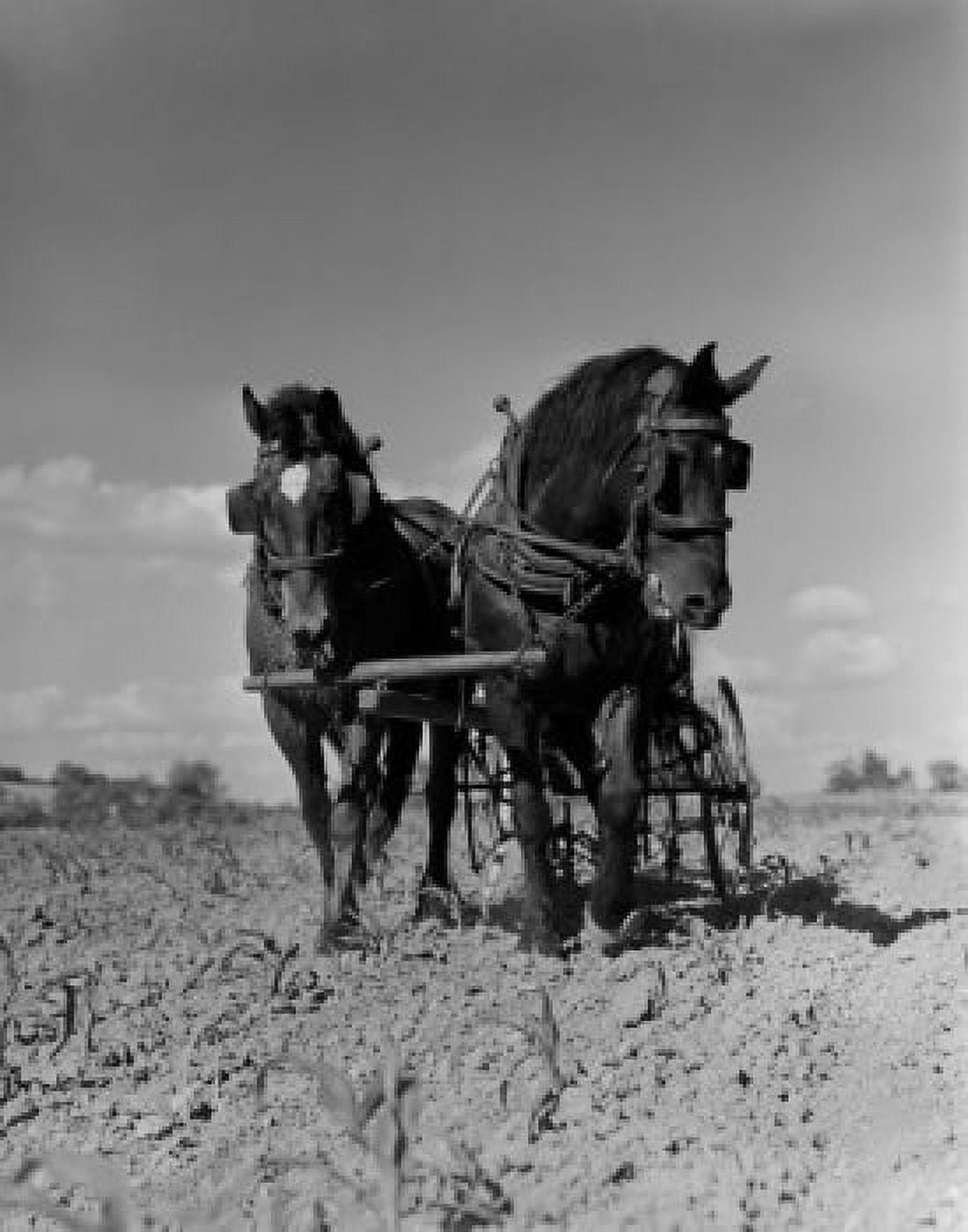 USA Pennsylvania Lancaster County horses on field Canvas Art -  (18 x 24)