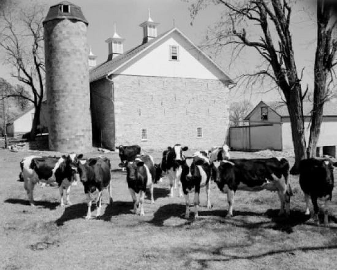 USA Pennsylvania Lebanon herd of cow standing in village Canvas Art - (24 x 36)