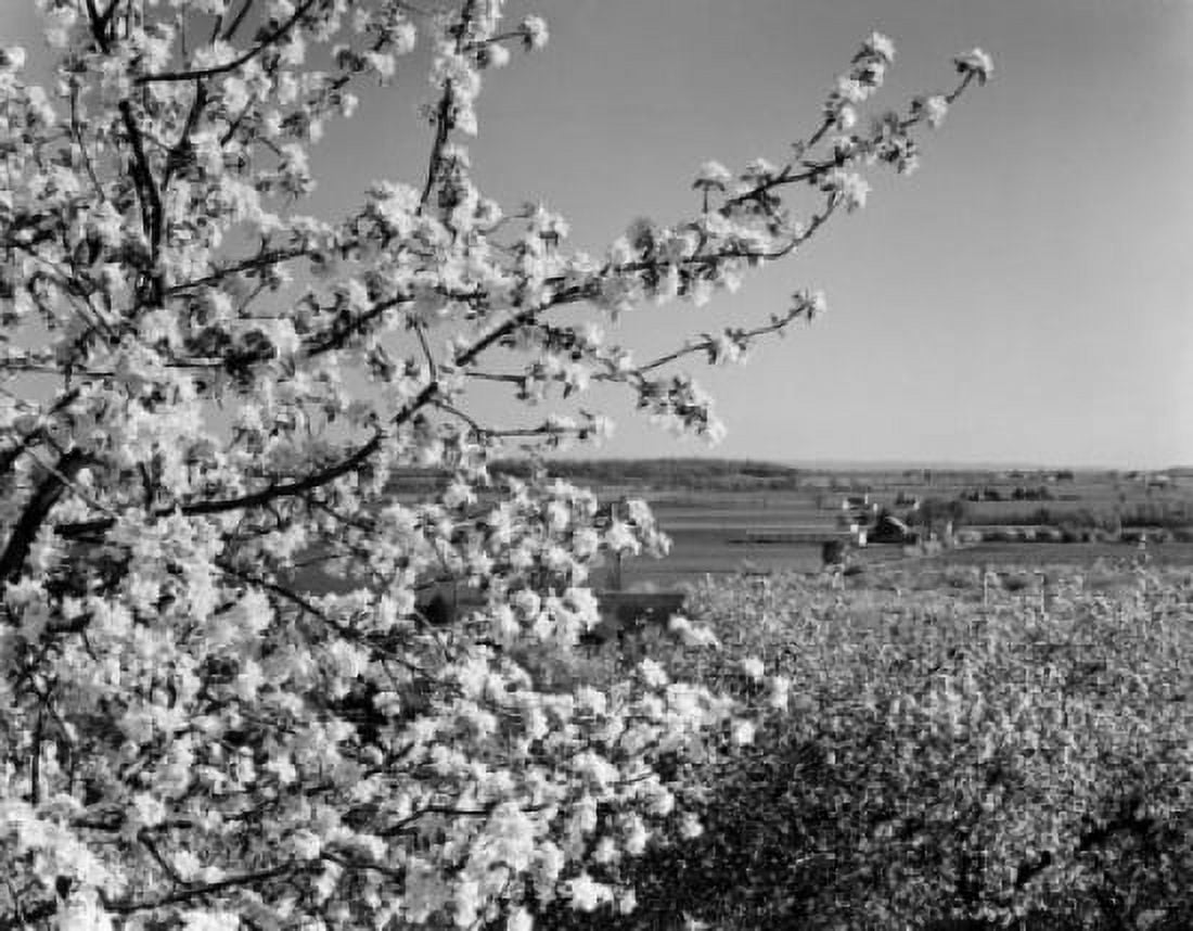 USA Pennsylvania Lititz landscape with fruit tree blossom Canvas Art - (18 x 24)