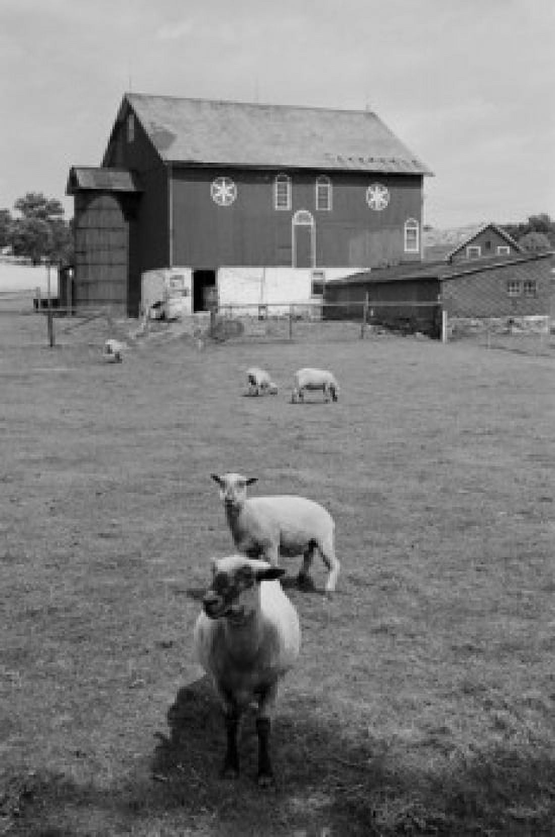 USA Pennsylvania Sheep in field near farmhouse Canvas Art - (18 x 24)