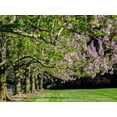 thumbnail image 1 of USA, Pennsylvania The Empress Tree 'Paulownia tomentosa' in full bloom along a garden walkway Poster Print by Julie Eggers (36 x 24) # US39JEG0245, 1 of 1