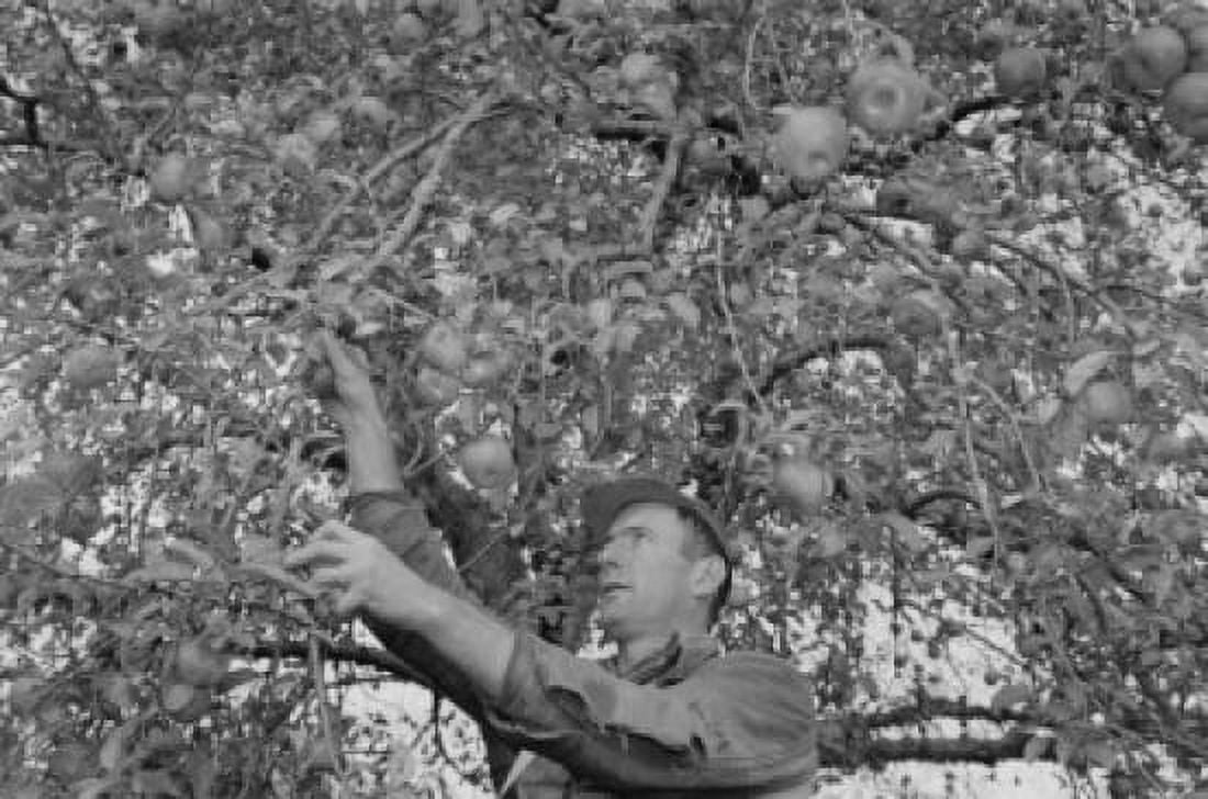 USA Pennsylvania Tunkhannock Agricultural worker picking up apples from tree Canvas Art -  (18 x 24)