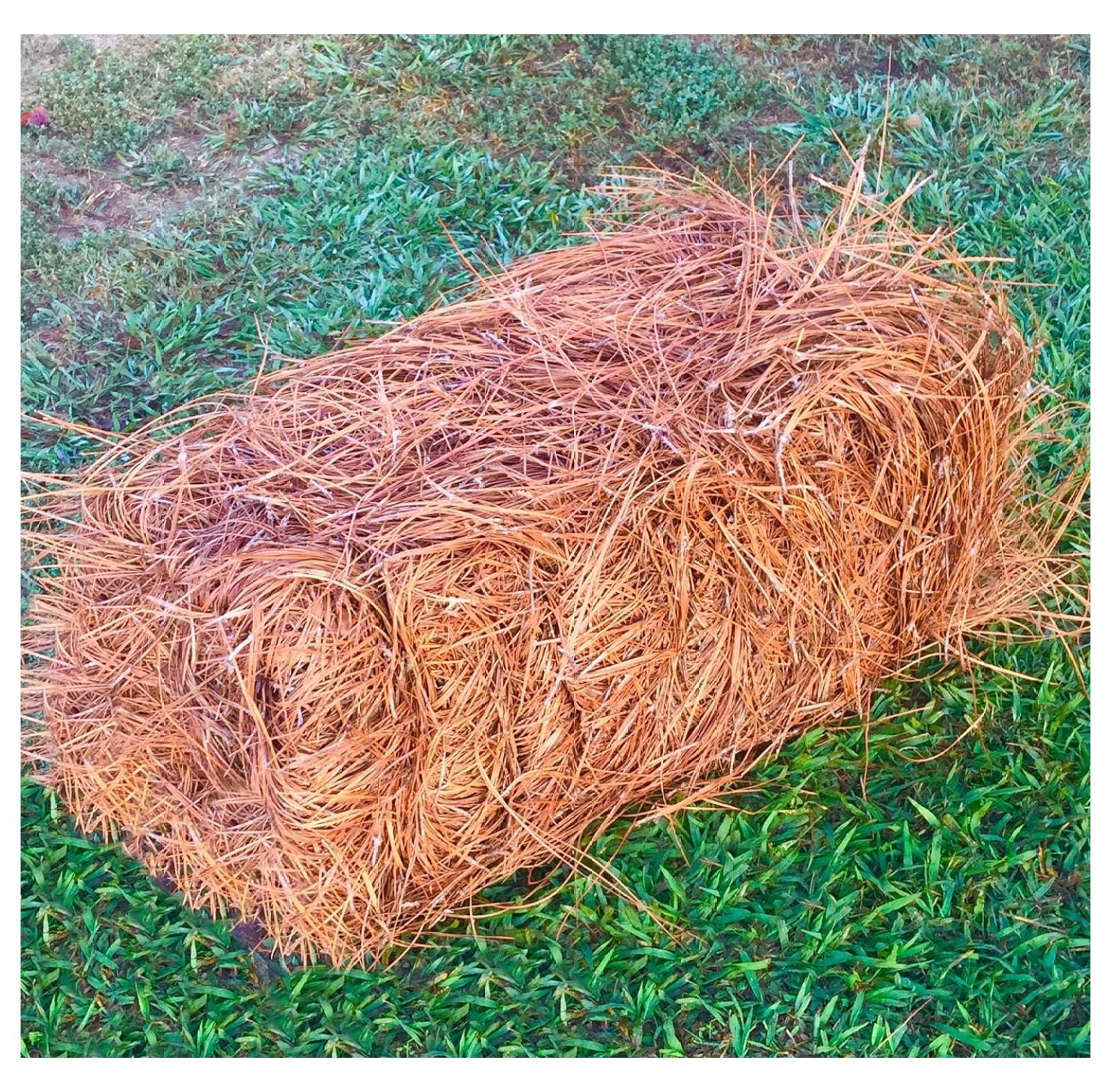 USA Premium Pine Straw Pine Needle Mulch Covers 6580 Sqft