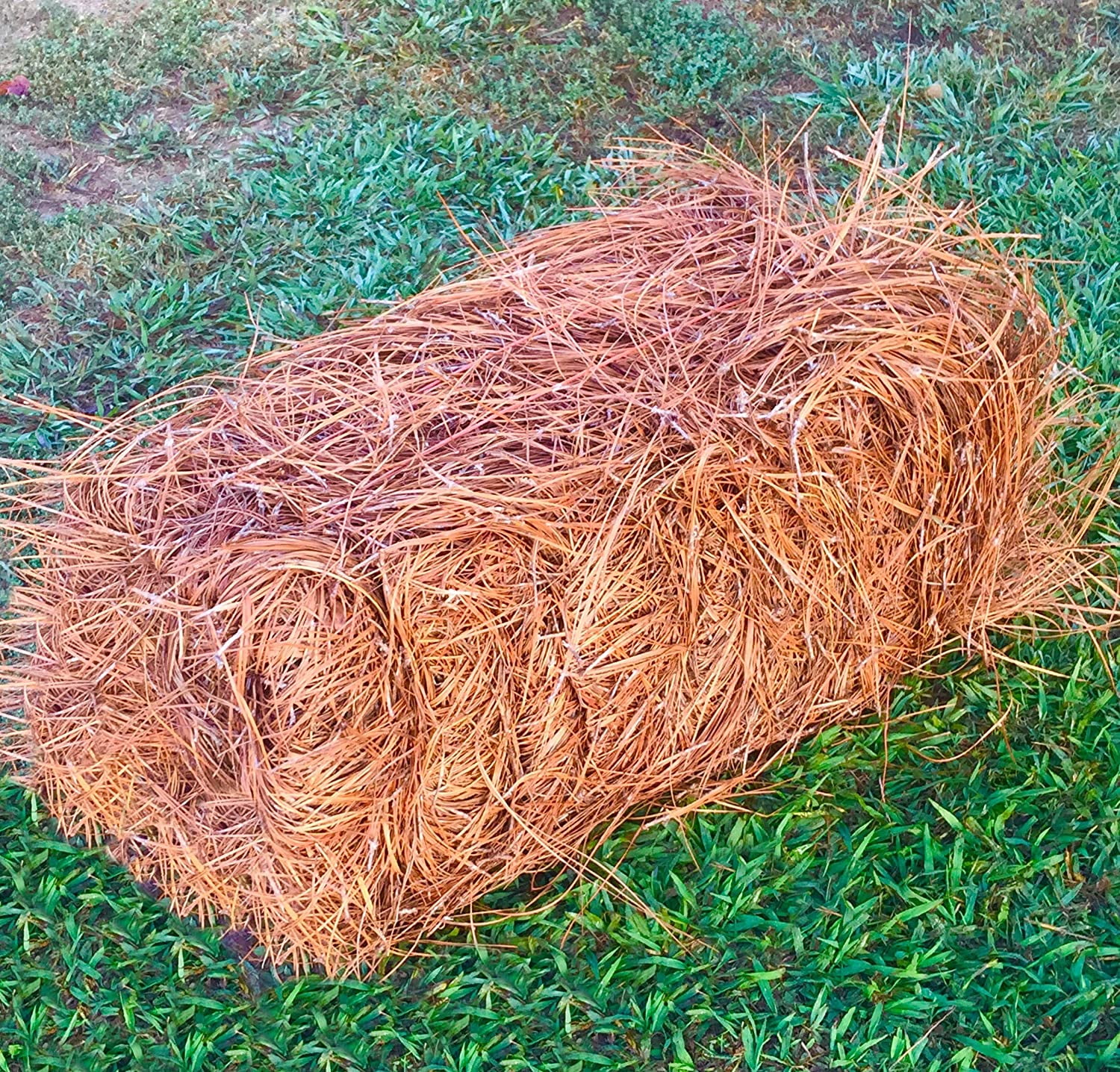 USA Premium Pine Straw Pine Needle Mulch Covers 6580 Sqft