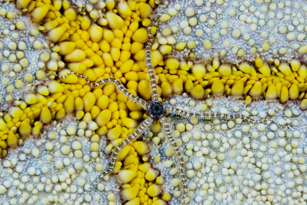 USA Reticulated Brittle Star (Ophiocoma Brevipes) On Cushion Starfish (Culcita Novaeguineae) Hawaii Canvas Art - Dave Fleetham Design Pics (34 x 22)