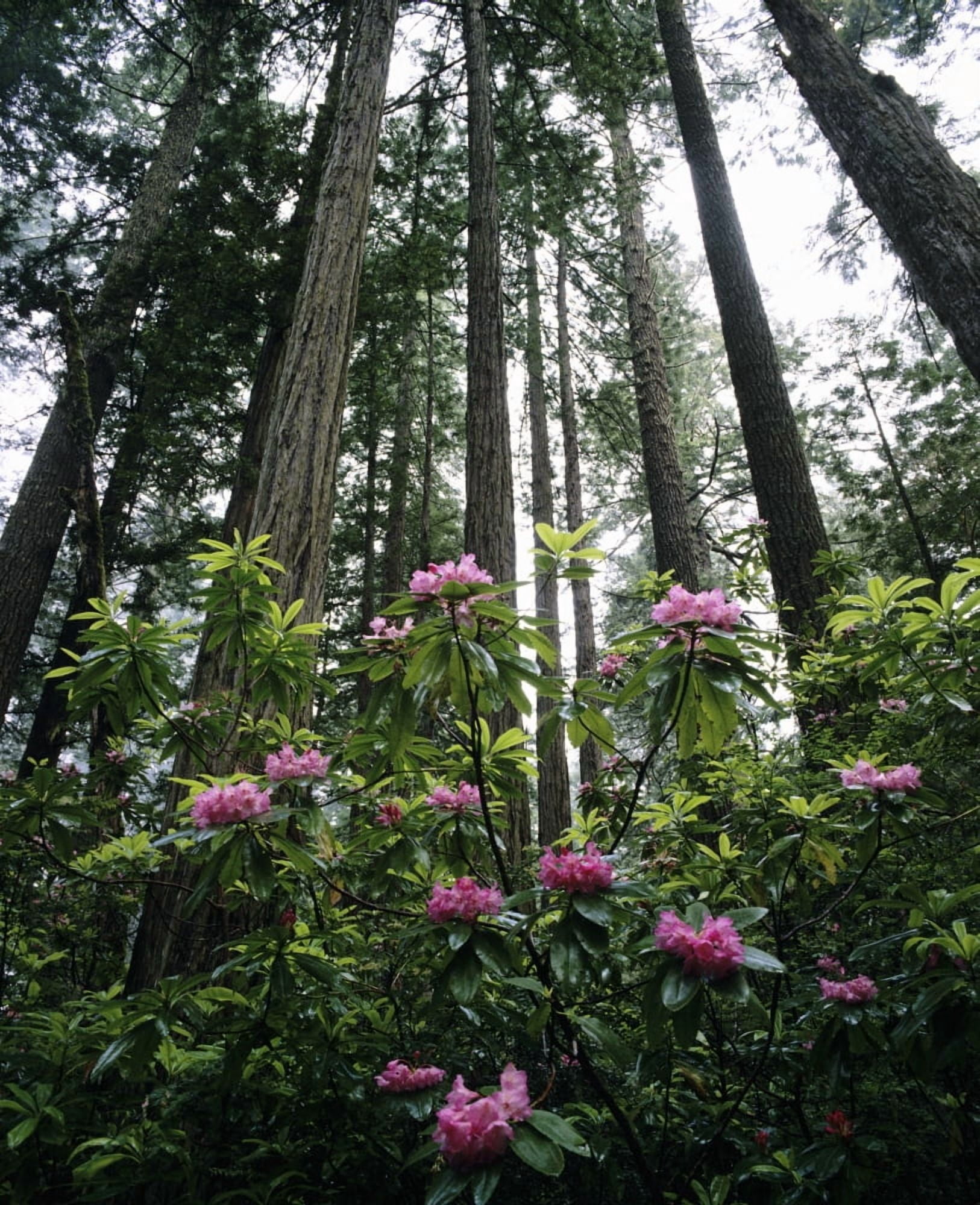 USA Rhododendrons And Coast Redwoods In Fog California Canvas Art - Michael Howell Design Pics (14 x 17)