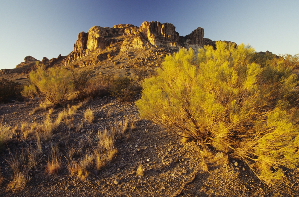 USA Rocky Plateau And Desert Plant In Afternoon Sunlight New Mexico Canvas Art - Chris Abraham Design Pics (34 x 22)