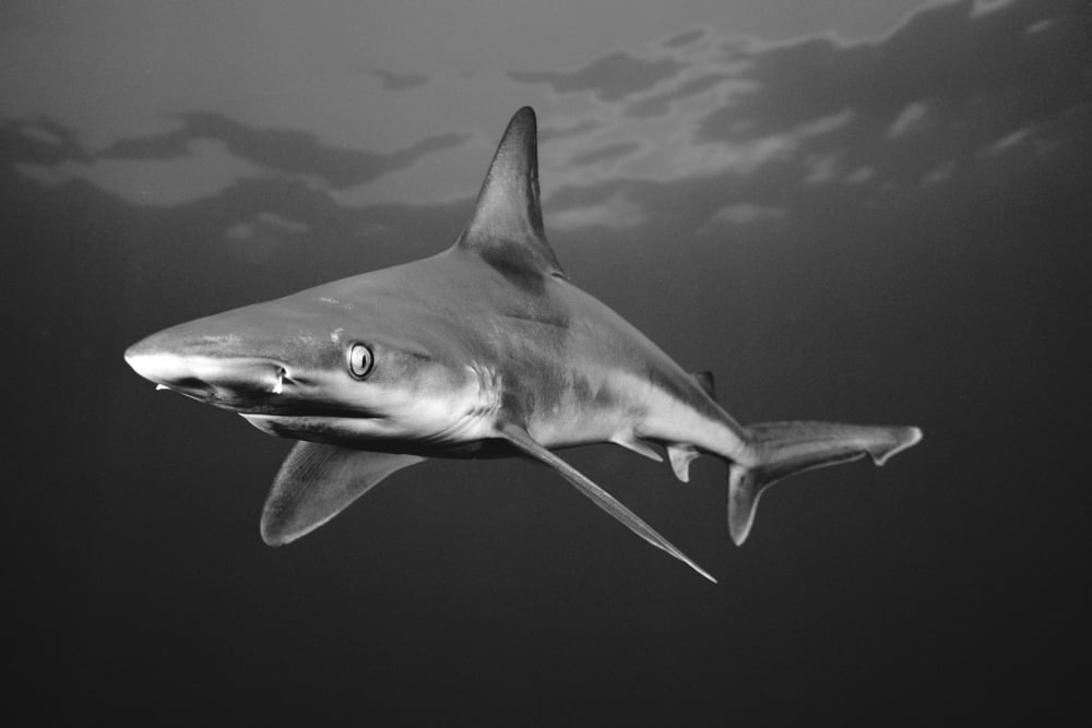 USA Sandbar Shark (Carcharhinus Plumbeus) near oceans surface Hawaii Canvas Art - Dave Fleetham Design Pics (17 x 11)